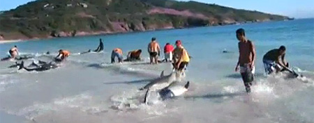 Dolphin rescue (Yahoo! Canada News)