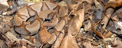 Spot the snake... as long as you're not ovulating (Fotolia)