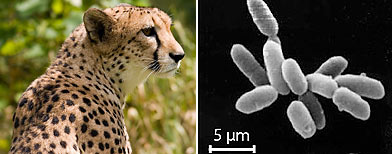 Un guepardo (izq.) y una arquea, microorganismo unicelular capaz de recorrer en un segundo una distancia 500 veces su tamaño. (Wikimedia Commons/schani)