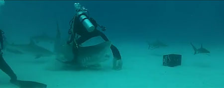 Scuba diver's scary shark encounter (GrindTV)
