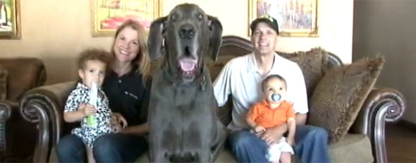 George, the giant dog (GMA)