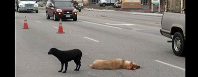 Un labrador negro se mantiene junto a un labrador amarillo que fue atropellado por un automóvil en una calle en La Puente, California./ Foto: AP