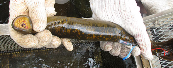 a scientist with the Hammond Bay Biological Station near Huron Beach, Mich., holds a female sea lamprey. (AP Photo/John Flesher)