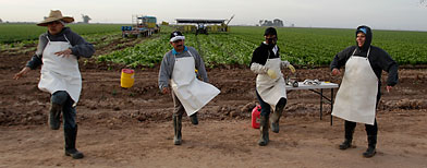 Un grupo de jornaleros se alistan para trabajar en los sembrados de lechuga de una granja en California. (AP)