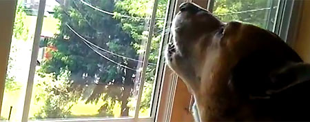 Dog sings along with fire truck siren (Yahoo! Screen)