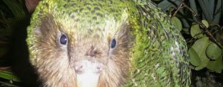 [Image: kakapo_uni.jpg]