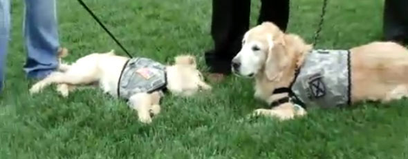 Two specially-trained military dogs. (Yahoo! video)