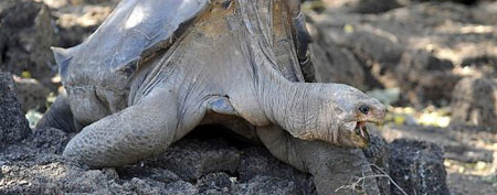 Lonesome George was the last remaining Pinta Island tortoise. (AFP)