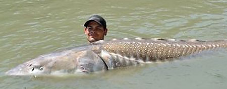 1,100-pound white sturgeon. (via GrindTV.com)