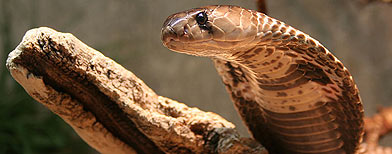 Una cobra india. (Holleday/Wikimedia Commons)