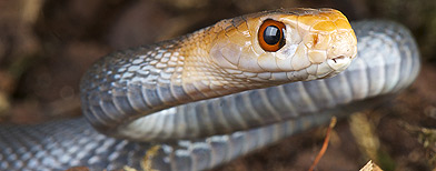 Taipan snake (library photo)