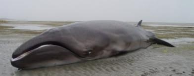 Pygmy whale (Foto: LiveScience/University of Otago)
