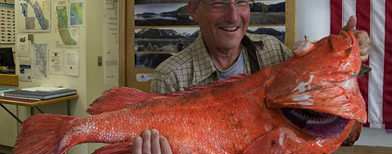 200-year-old rockfish (The Sideshow)