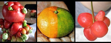 Nuke effect: Scarily deformed fruits in Japan (imgur.com)