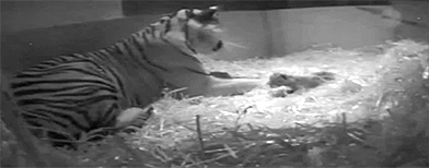 Sumatran tiger called Melati and her baby