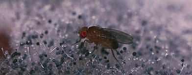 Fly larva crawls inside woman's ear (Getty)