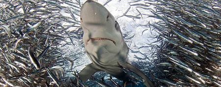 Photos may be first look at surreal underwater scenes (Apex Shark Expeditions)
