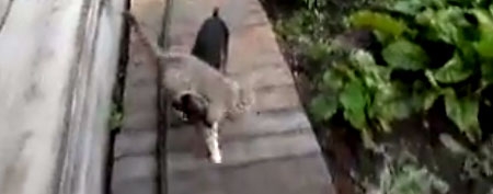 A little dog gives a cat a ride back home. (Yahoo! Screen)