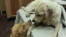 Dog with Failing Kidneys Receives Miracle Organ Donation from One of Her Puppies