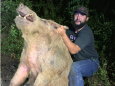 How 3 guys and 3 dogs caught this 411-pound feral hog that infiltrated a San Antonio golf course