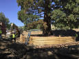 Giant sequoia move on schedule in Idaho, tree doing well