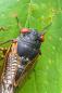 'Zombie cicadas,' infected with a mind-controlling fungus, aren't a threat to humans. But they're killing each other.