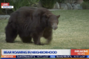 Bear strolling around California city sparks media feeding frenzy