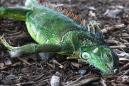 The night the iguanas fell: Cold snap chills Florida, and lizard meat is up for sale