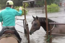 Teen saves horse trapped by Harvey's rising floodwaters with dad's help