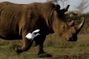 Eggs from last northern white rhinos fertilized, scientists say