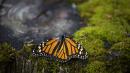 Monarch Butterfly Activist Missing in Mexican Cartel Country