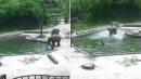 2 Elephants Spring Into Action to Save Calf From Drowning in Zoo's Pool