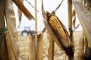 Trump Rebuffs Corn Farmers With Status Quo on Biofuels