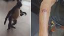 Florida Home Depot Employee Bloodied After She's Attacked by Spider Monkey