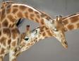 Niger to move protected giraffes as habitat shrinks