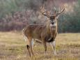 A 73-year-old in Colorado was fined more than $1,000 after her pet deer gored a woman walking her dog