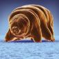 Tempest in a Tardigrade cup: Cute little 'water bears on the moon' don't contaminate space