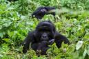 Four rare mountain gorillas 'killed by lightning' in Uganda