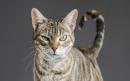 Fake mews: Brussels denies EU plot to force owners to put cats on a leash