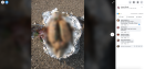 Mysterious brain found wrapped in foil on Lake Michigan beach, police say