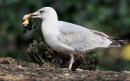 Seagulls in Rome take to killing rats and pigeons as lockdown deprives them of food scraps