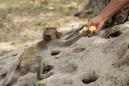 Indian monkeys snatch coronavirus samples