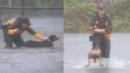 Good Samaritans Work to Rescue Animals From Hurricane Florence: 'They Can't Save Themselves'
