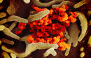 U.S. intel community examining whether coronavirus emerged accidentally from a Chinese lab