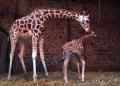April The Giraffe's Baby Finally Has A Name