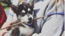 This 'Game Of Thrones' Star Just Got An Adorable New Puppy