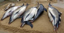 Action demanded after 1,100 dead dolphins wash up in France