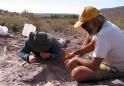 Paleontologists discover new sauropod species in Argentina