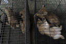 Indonesia nabs 2 suspected smugglers of leopard, lion cubs