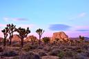 Visitors Chainsaw Iconic Joshua Trees in National Park During Gov't Shutdown